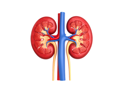 Kidney Function Test (KFT)