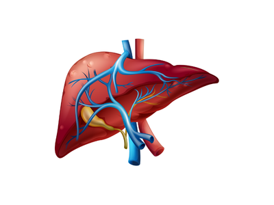 Liver Function Test